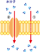 水の浸透